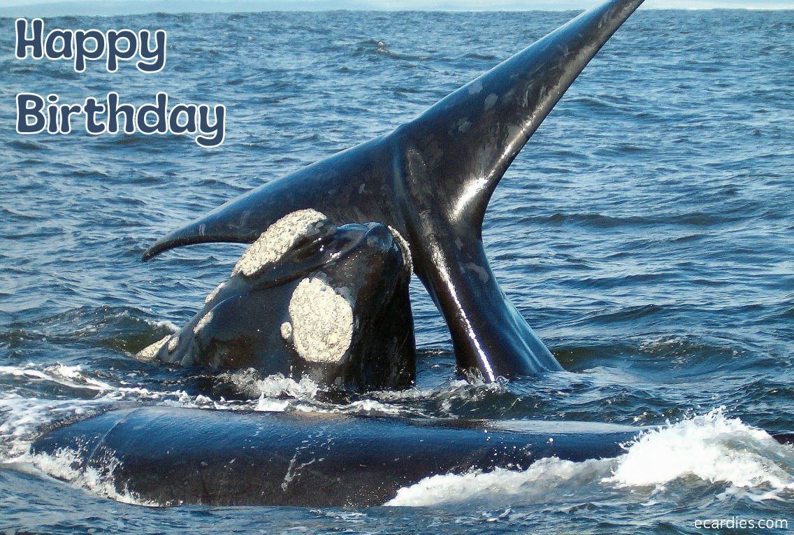 Happy Birthday Photographic eCard 3 Whales 01