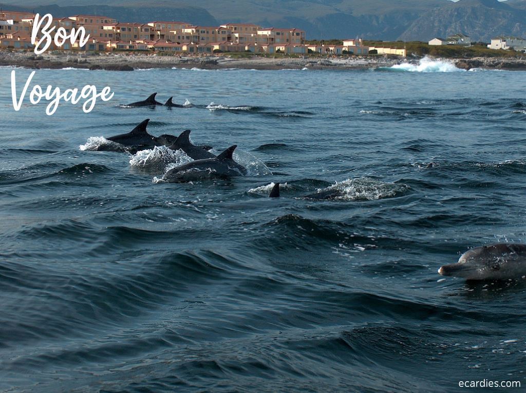 Bon Voyage Photographic eCard Dolphins