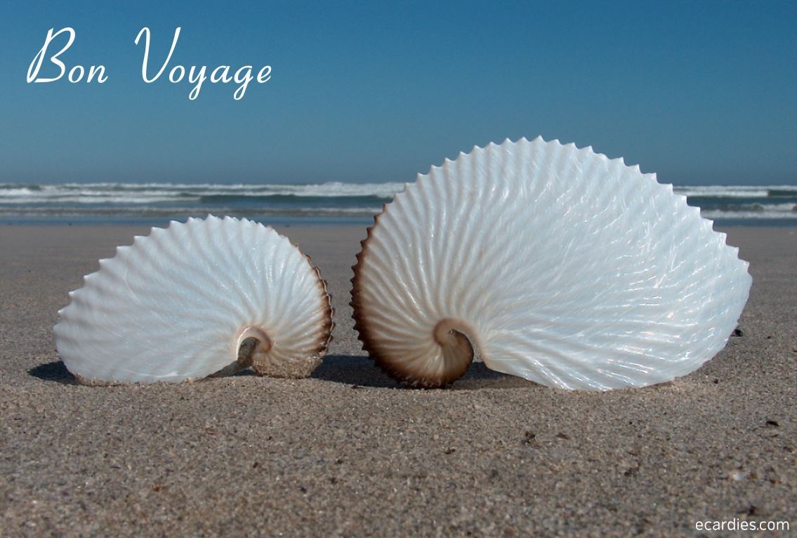 Bon Voyage Photographic eCard Nautilus Seashells