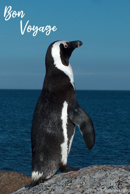 Bon Voyage Photographic eCard Penguin