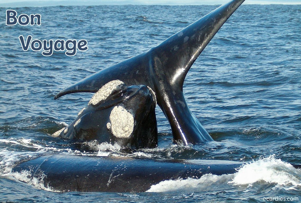 Bon Voyage Photographic eCard Southern Right Whales