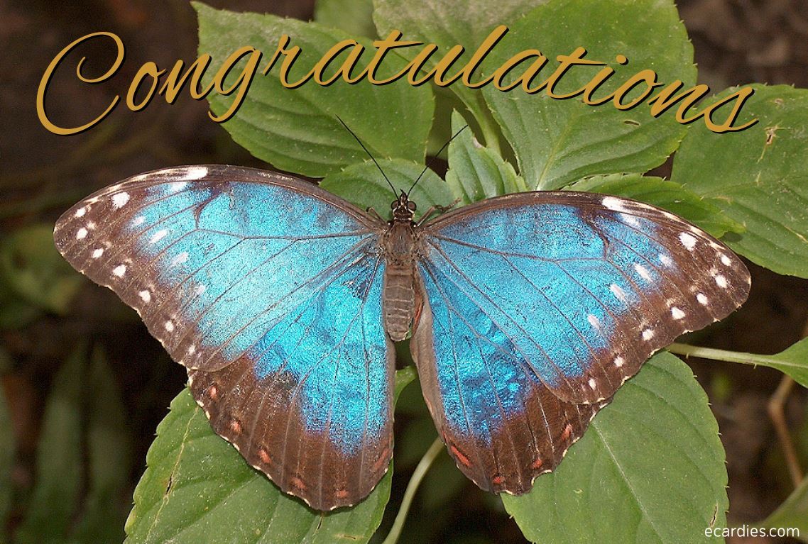 Congratulations Photographic eCard Blue Morpho Butterfly