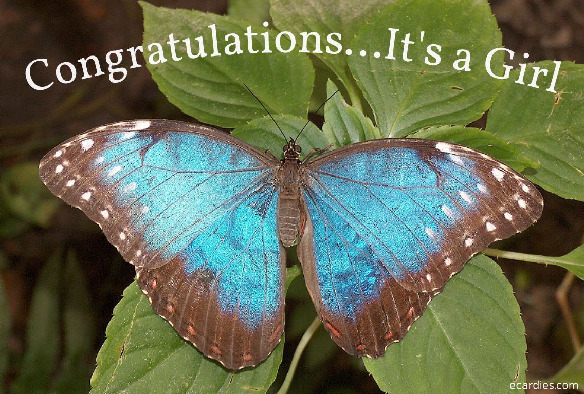 Congratulations It's a Girl Photographic eCard Blue Morpho Butterfly