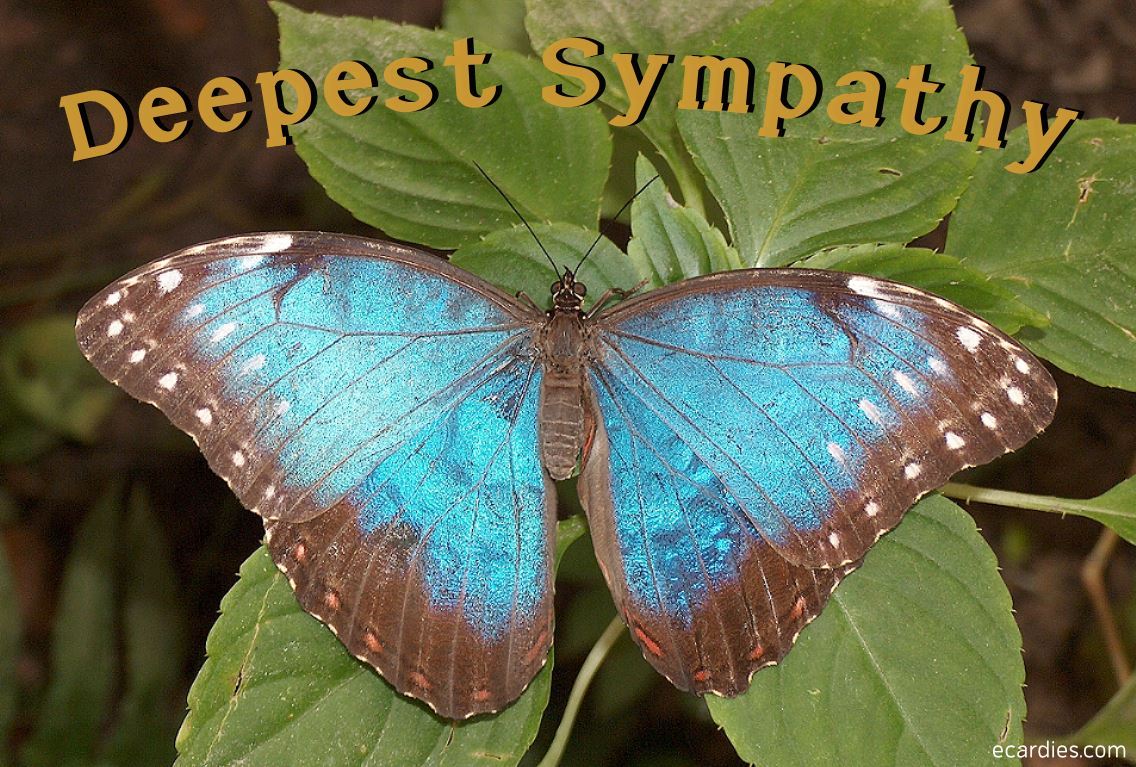 Deepest Sympathy Photographic eCard Blue Morpho Butterfly