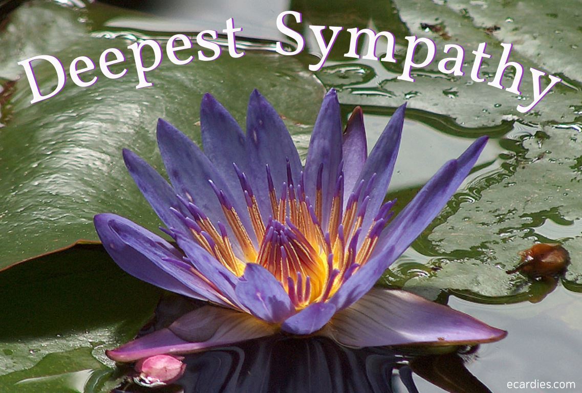 Deepest Sympathy Photographic eCard Flower