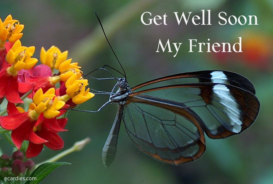 Get Well Soon Photographic eCard Glasswinged Butterfly