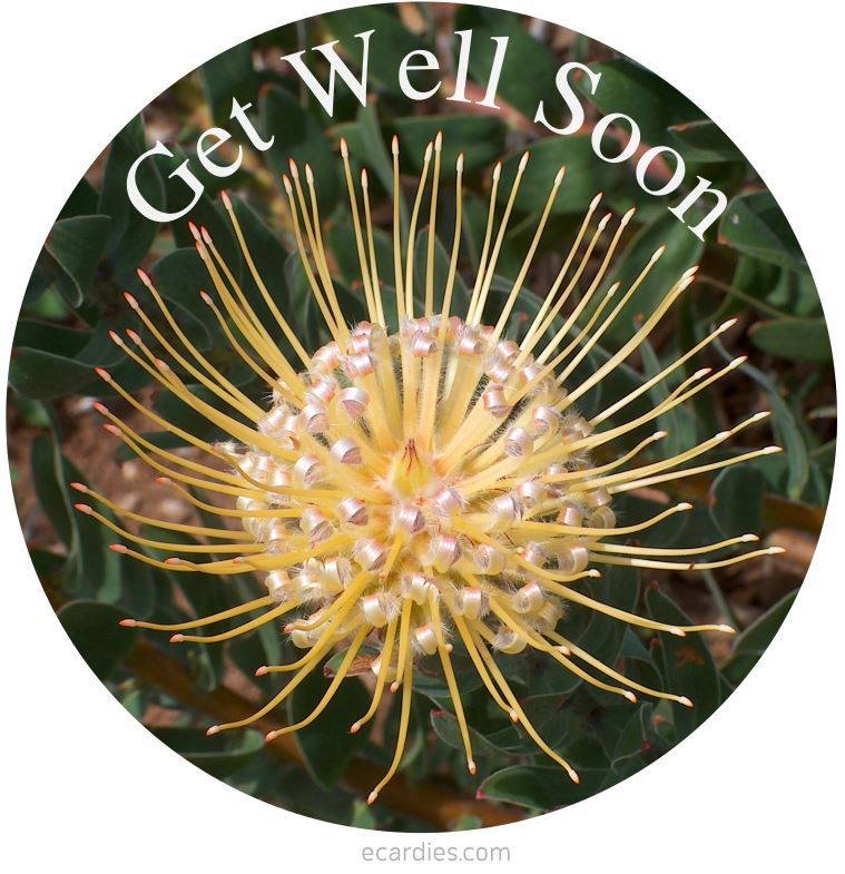 Get Well Soon Photographic eCard Pincushion Flower