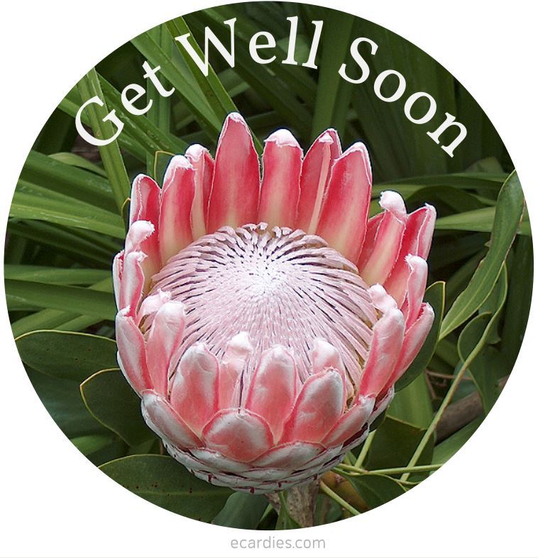 Get Well Soon Photographic eCard Protea Flower