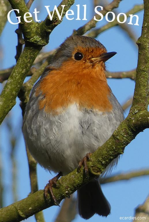 Get Well Soon Photographic eCard Robin