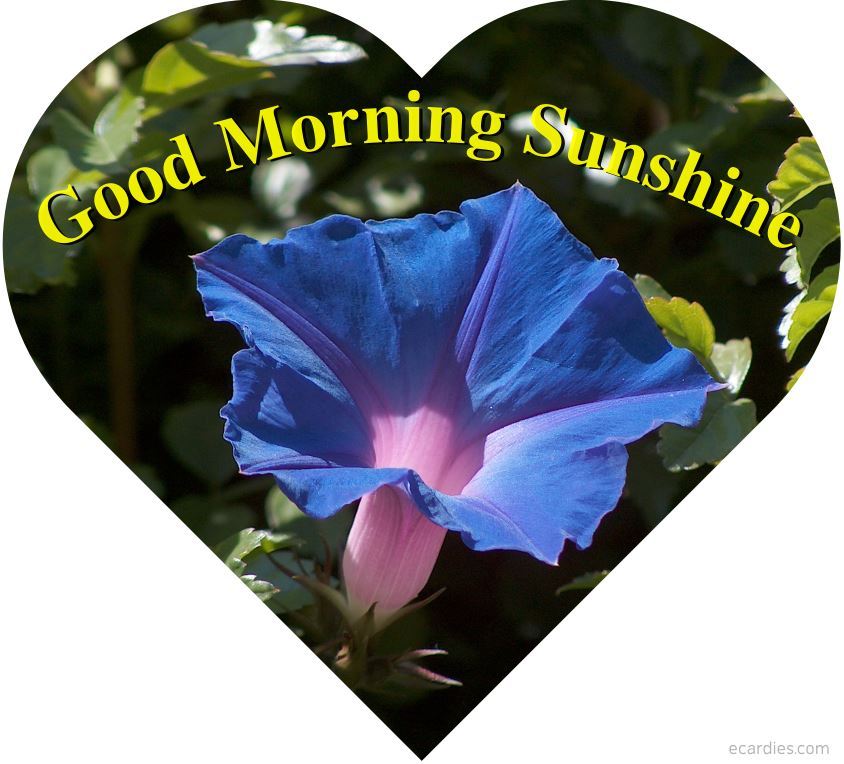 Good Morning Sunshine Photographic eCard Morning Glory Flower