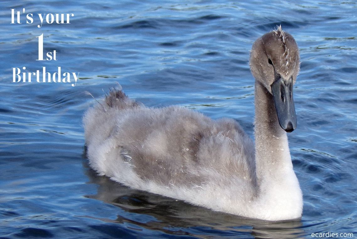 Happy 1st Birthday Photographic eCard Cygnet