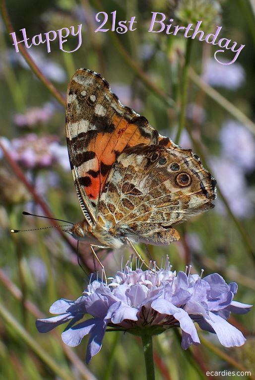 Happy 21st Birthday Photographic eCard Painted Lady Butterfly