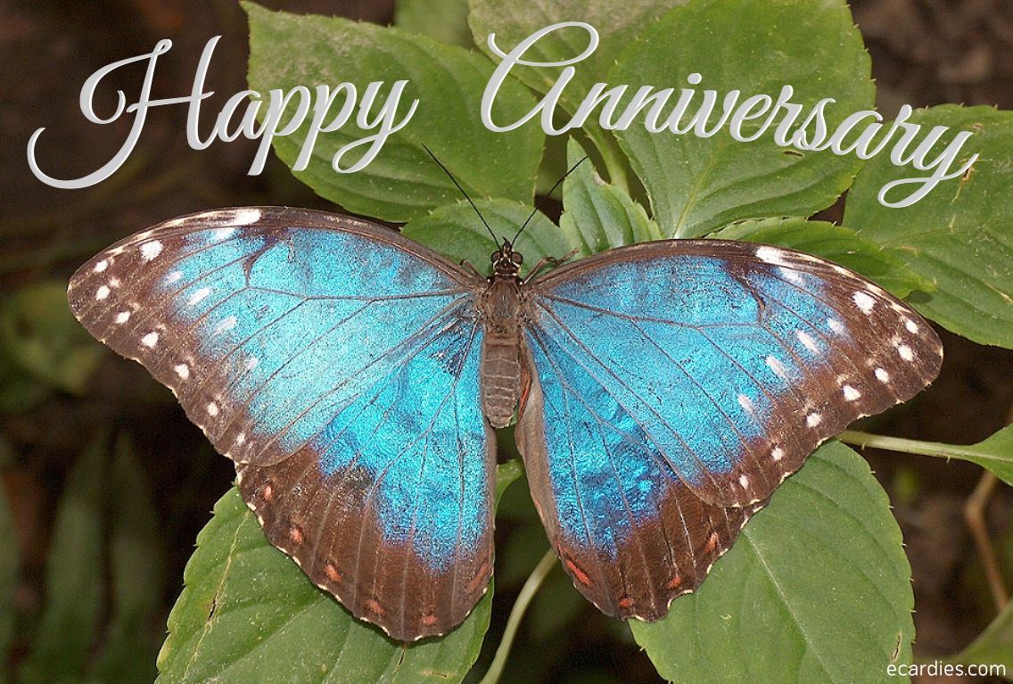 Happy Anniversary Photographic eCard Blue Morpho Butterfly