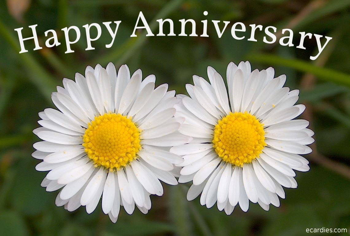 Happy Anniversary Photographic eCard Daisies