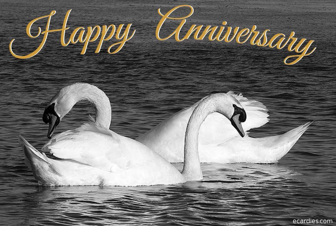 Happy Gold Anniversary Photographic eCard Swans