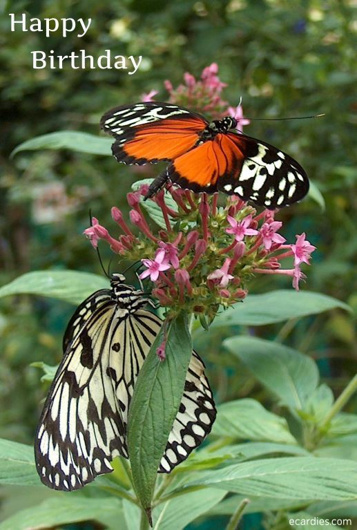 Happy Birthday Photographic eCard Tree Nymph and Tiger Heliconian Butterflies 01