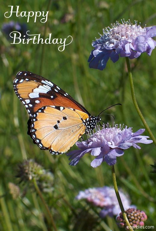 Happy Birthday Photographic eCard African Monarch Butterfly 01