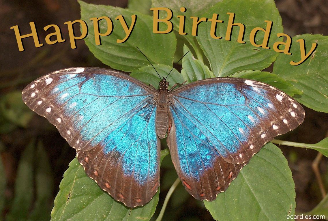 Happy Birthday Photographic eCard Blue Morpho Butterfly 02