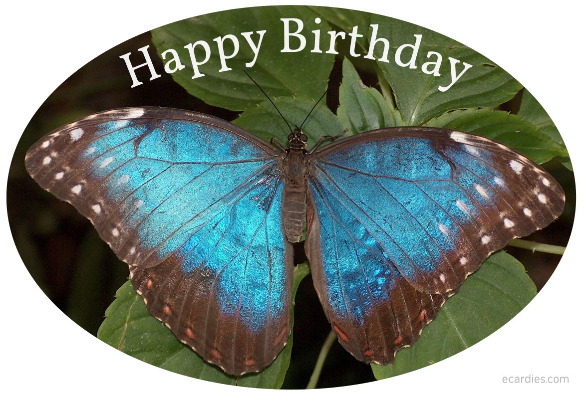 Happy Birthday Ecard Blue Morpho Butterfly Circular 01