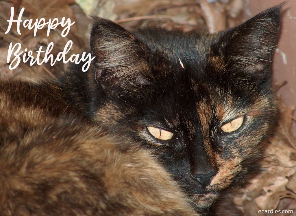 Happy Birthday Photographic eCard Cat