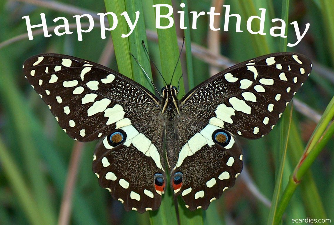 Happy Birthday Ecard Citrusswallowtail Butterfly 01
