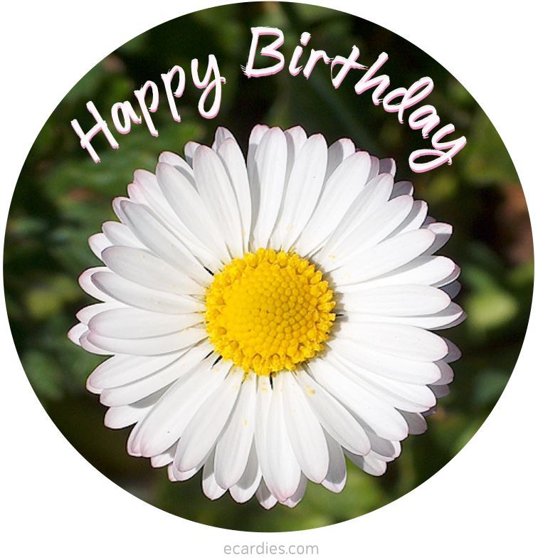 Happy Birthday Photographic eCard daisy circular