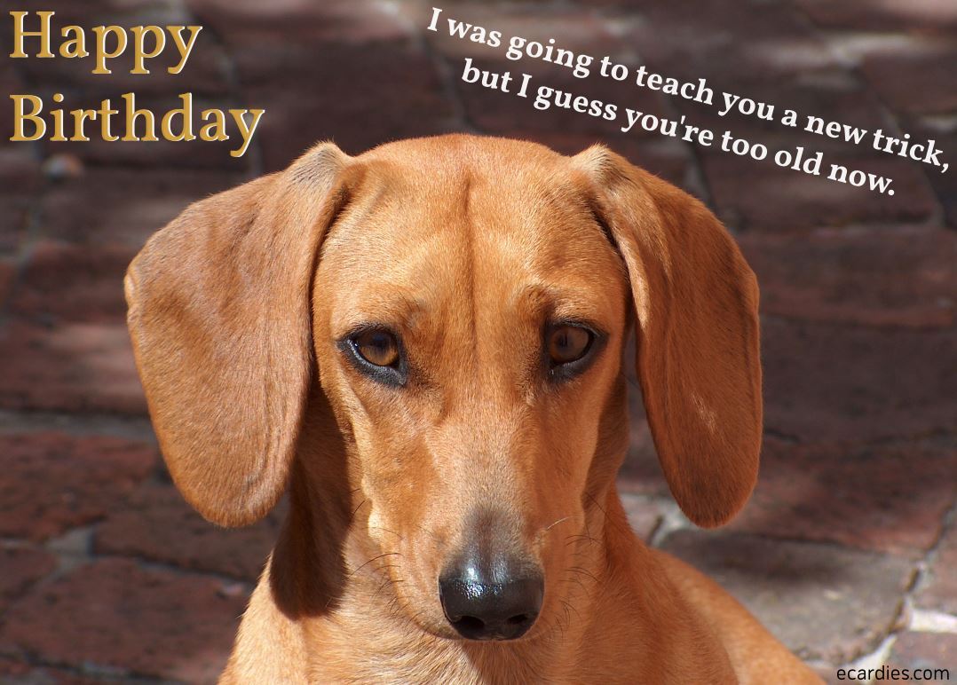 Happy Birthday Photographic eCard Dog