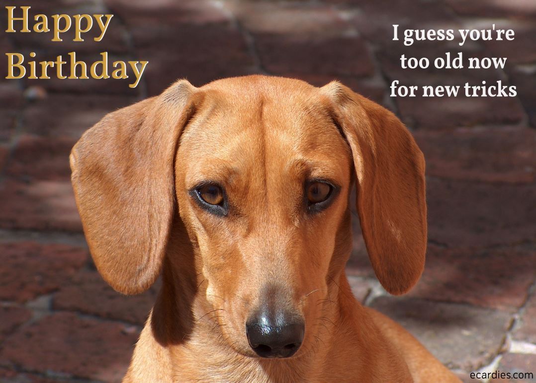 Happy Birthday Photographic eCard Dog