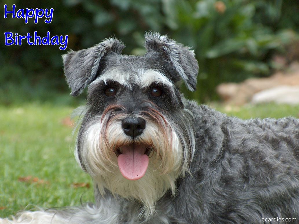 Happy Birthday Photographic eCard Dog 02