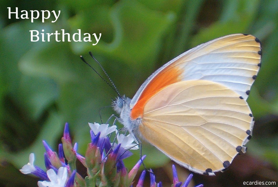 Happy Birthday Photographic eCard Common Dotted Border Butterfly