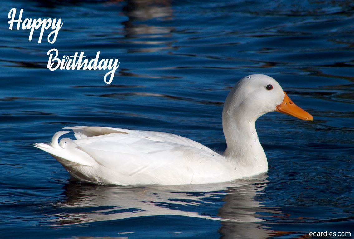 Happy Birthday Photographic eCard Duck 01