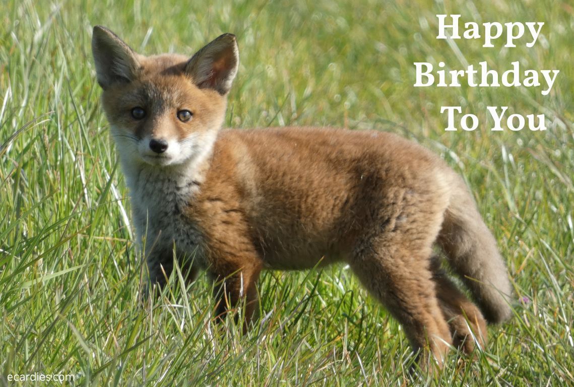 Happy Birthday To You Photographic eCard Fox