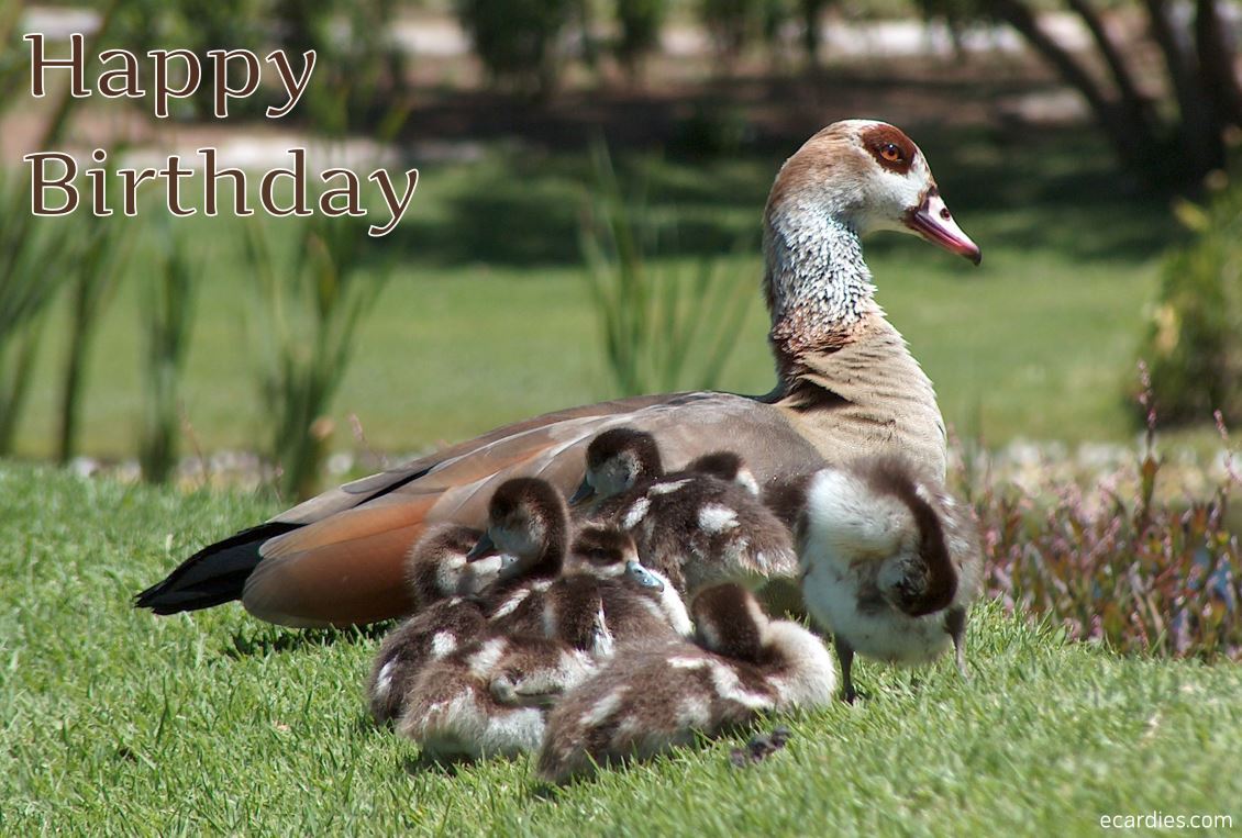 Happy Birthday Photographic eCard Geese 01