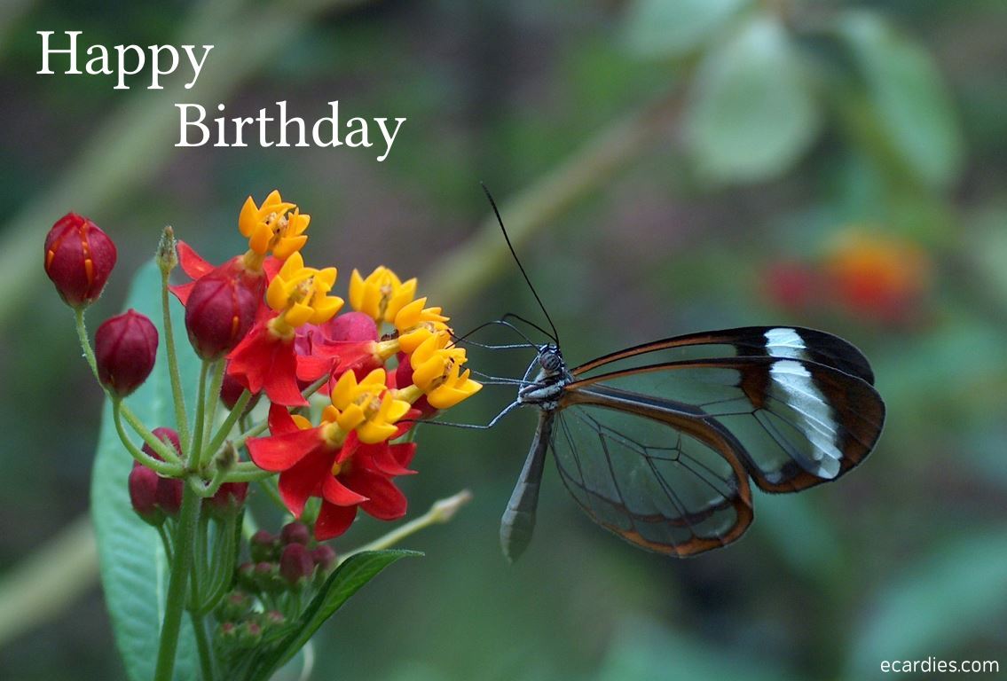 Happy Birthday Photographic eCard Glasswinged Butterfly 01