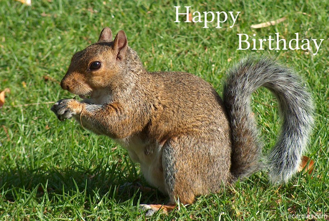 Happy Birthday Photographic eCard Squirrel 01