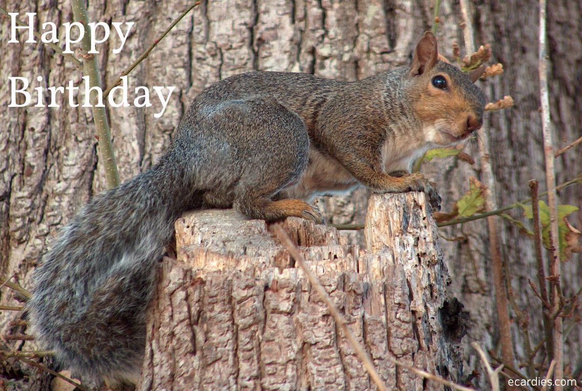 Happy Birthday Photographic eCard Grey Squirrel