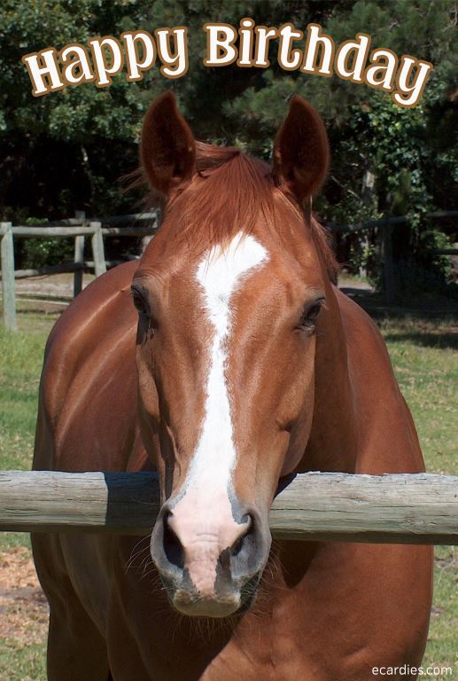 Happy Birthday Photographic eCard Brown Horse 01