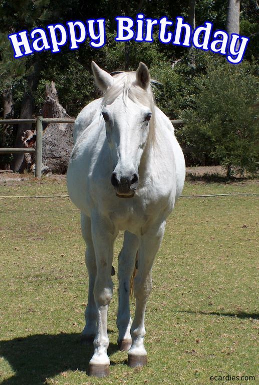 Happy Birthday Photographic eCard White Horse 01