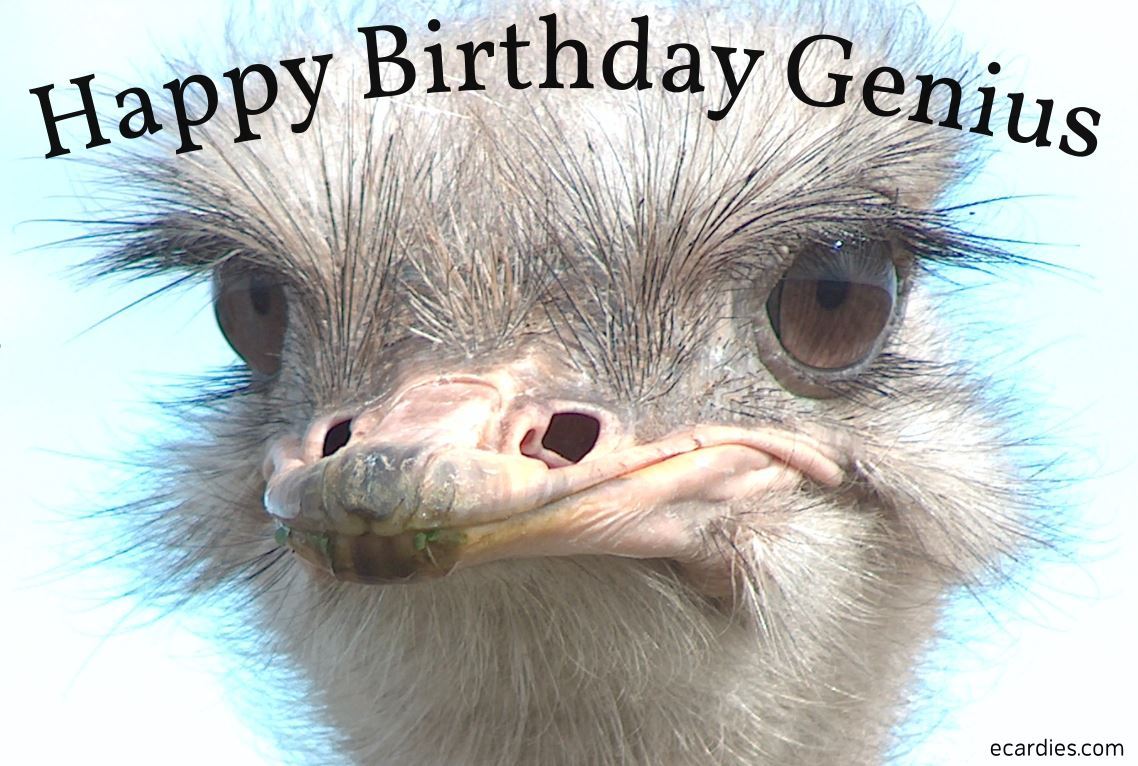 Happy Birthday Photographic eCard Ostrich