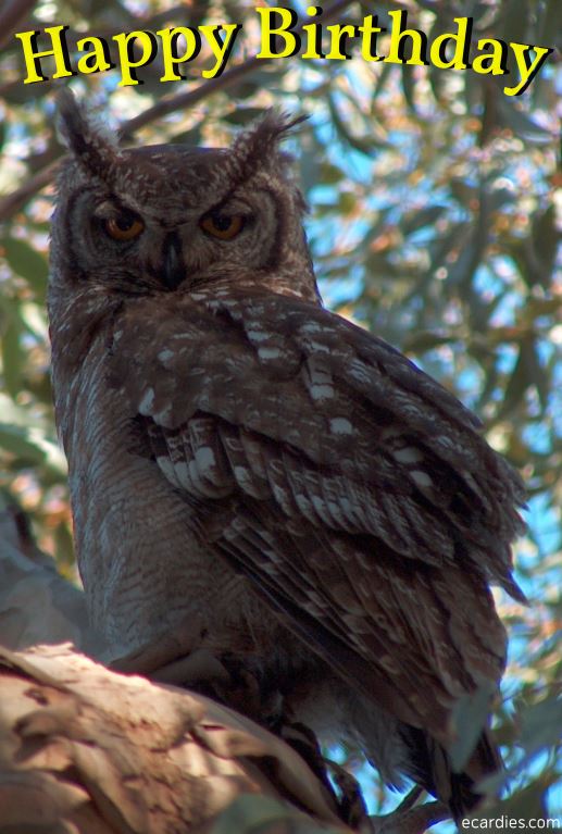 Happy Birthday Ecard Owl 01