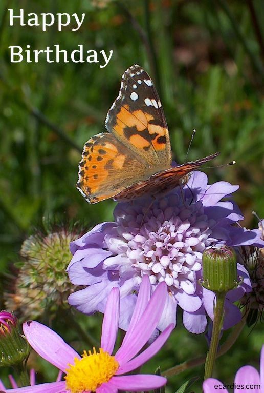 Happy Birthday Photographic eCard Painted Lady Butterfly