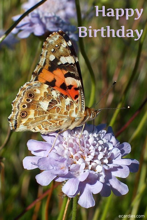 Happy Birthday Photographic eCard Painted Lady Butterfly