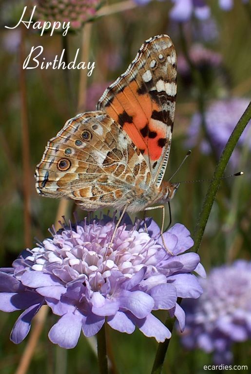 Happy Birthday Photographic eCard Painted Lady Butterfly