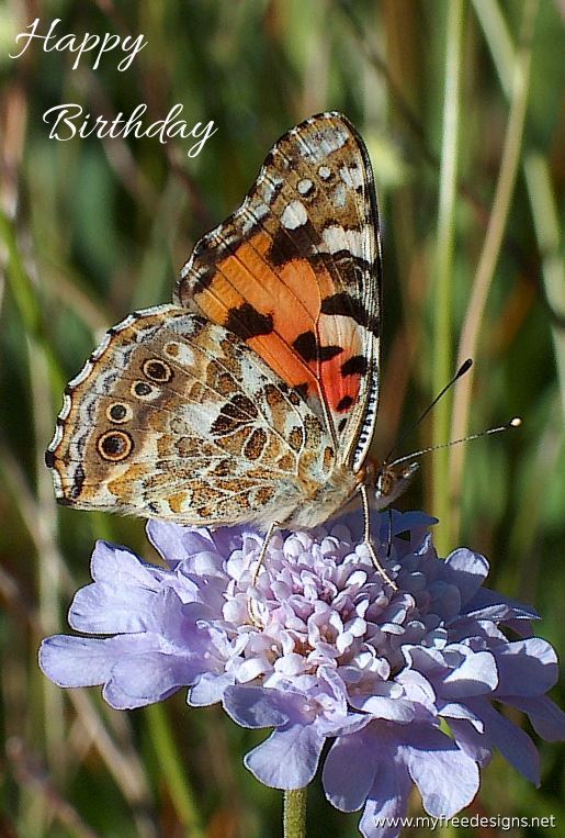 Happy Birthday Photographic eCard Painted Lady Butterfly