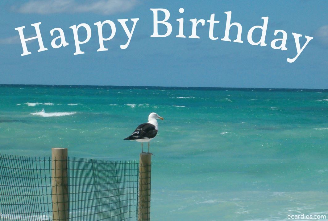 Happy Birthday Photographic eCard Seagull