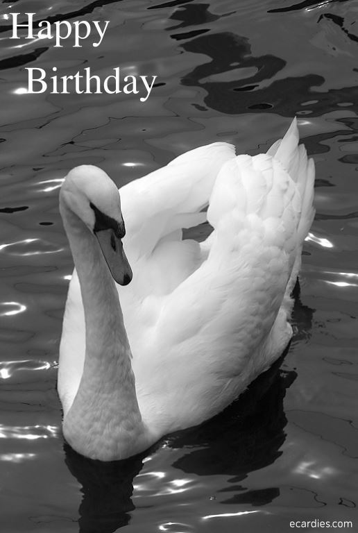 Happy Birthday Photographic eCard Swan 01