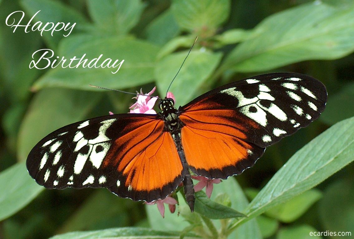 Happy Birthday Ecard SmallTortoiseshell Butterfly 02