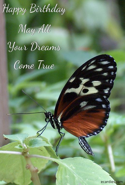 Happy Birthday Ecard Tiger Heliconian Butterfly 03