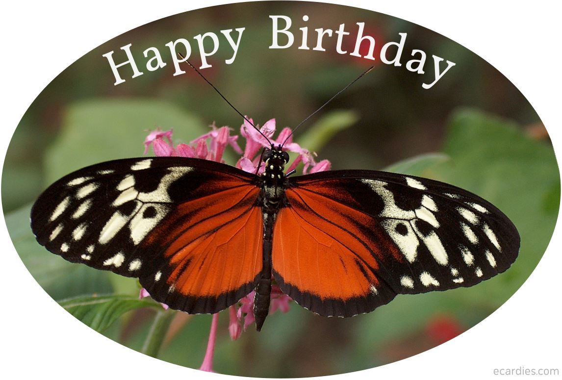 Happy Birthday Photographic eCard Tiger Heliconian Butterfly