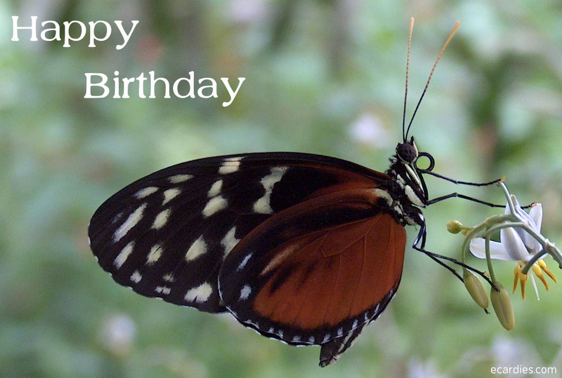Happy Birthday Ecard Tiger Heliconian Butterfly